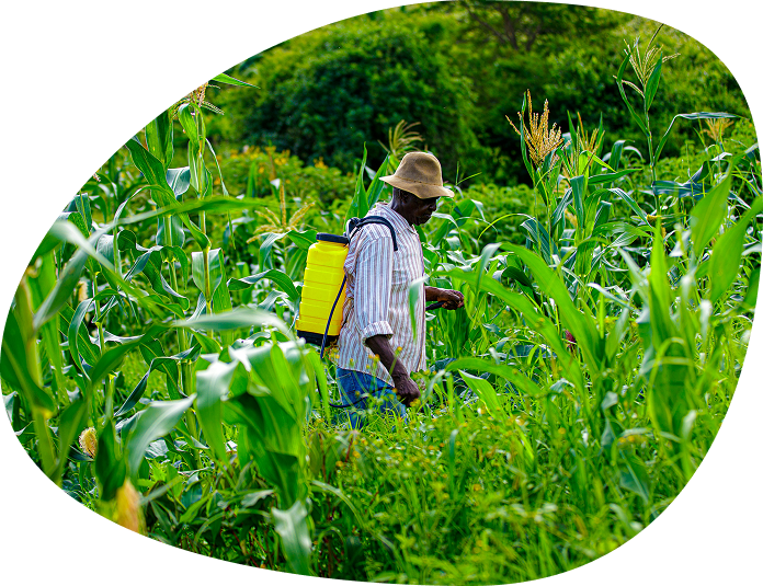 Farmer in maize field